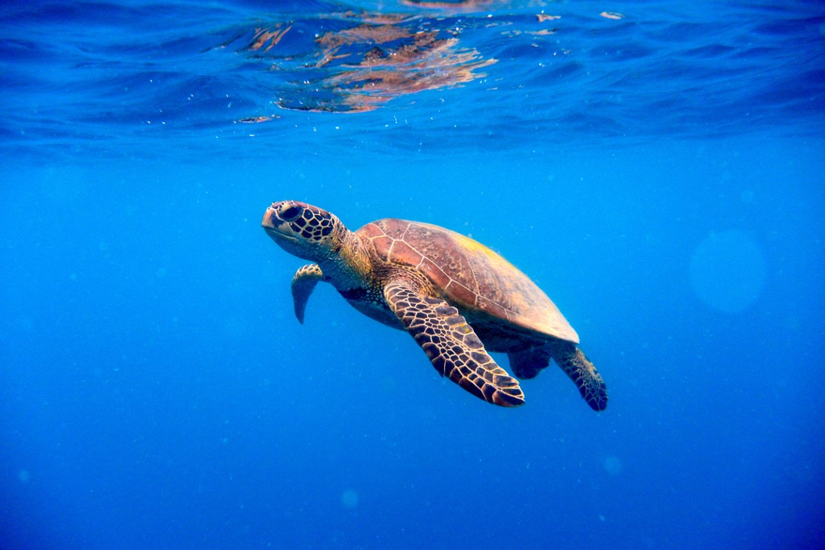 Green turtle blue ocean KPMG