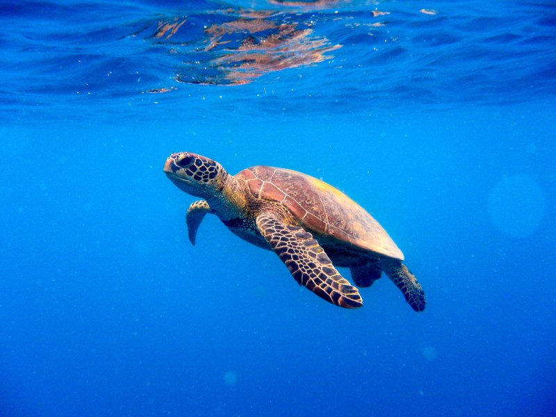 Green turtle blue ocean KPMG