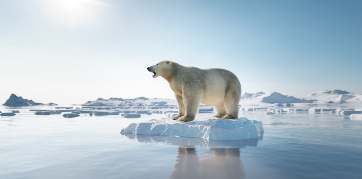 polar bear ice melt onimpact climate change