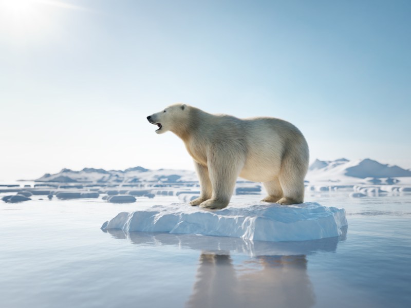polar bear ice melt onimpact climate change